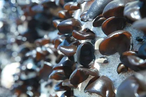 圖片關(guān)鍵詞